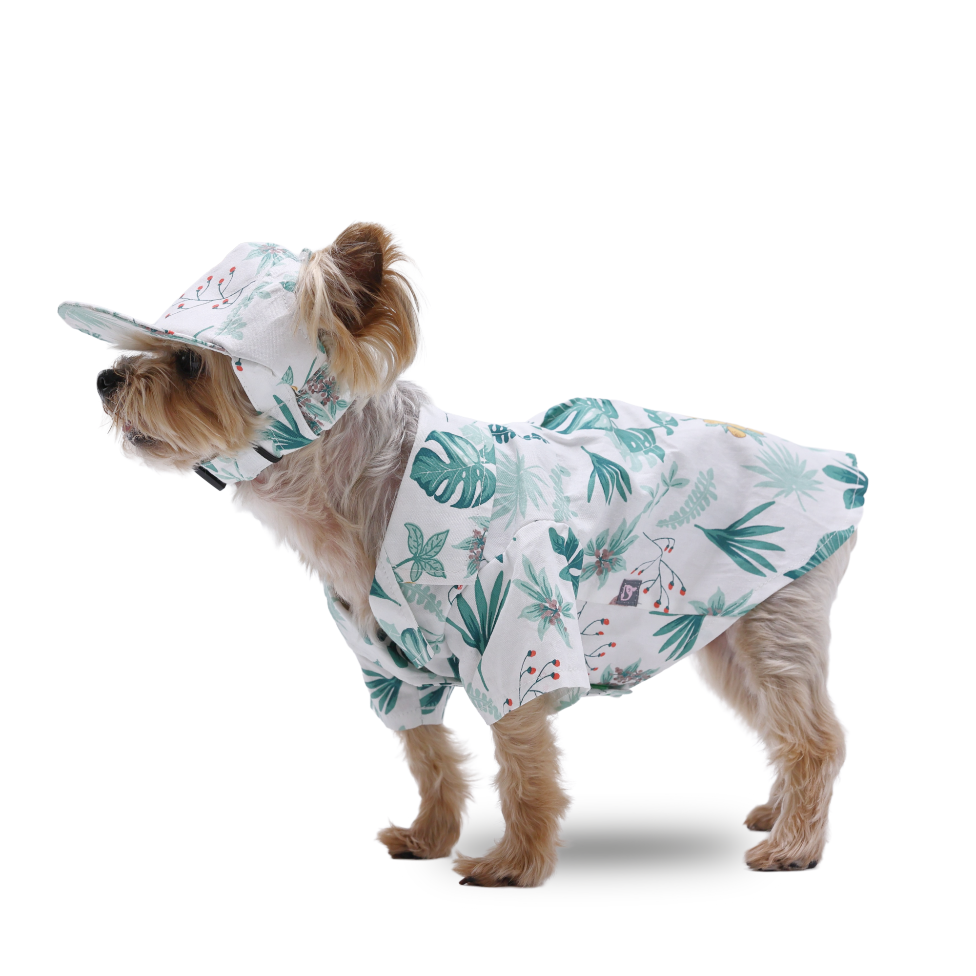 dogo